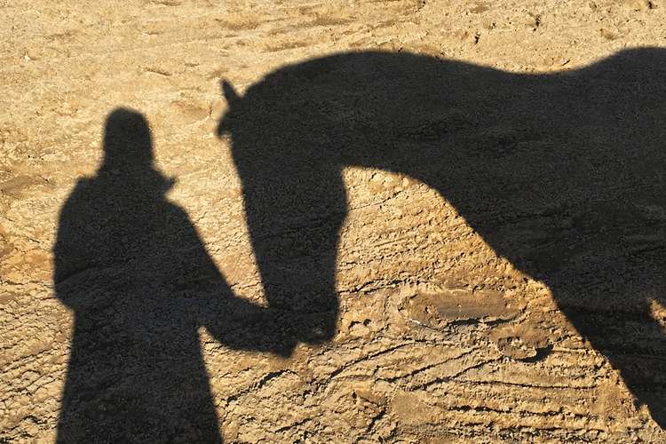 مهار یک کانون کشتار غیرمجاز تک‌سمیان در زنجان